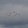 Aviation